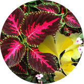 Ginkgo Biloba Coleus Forskohlii Eyebright